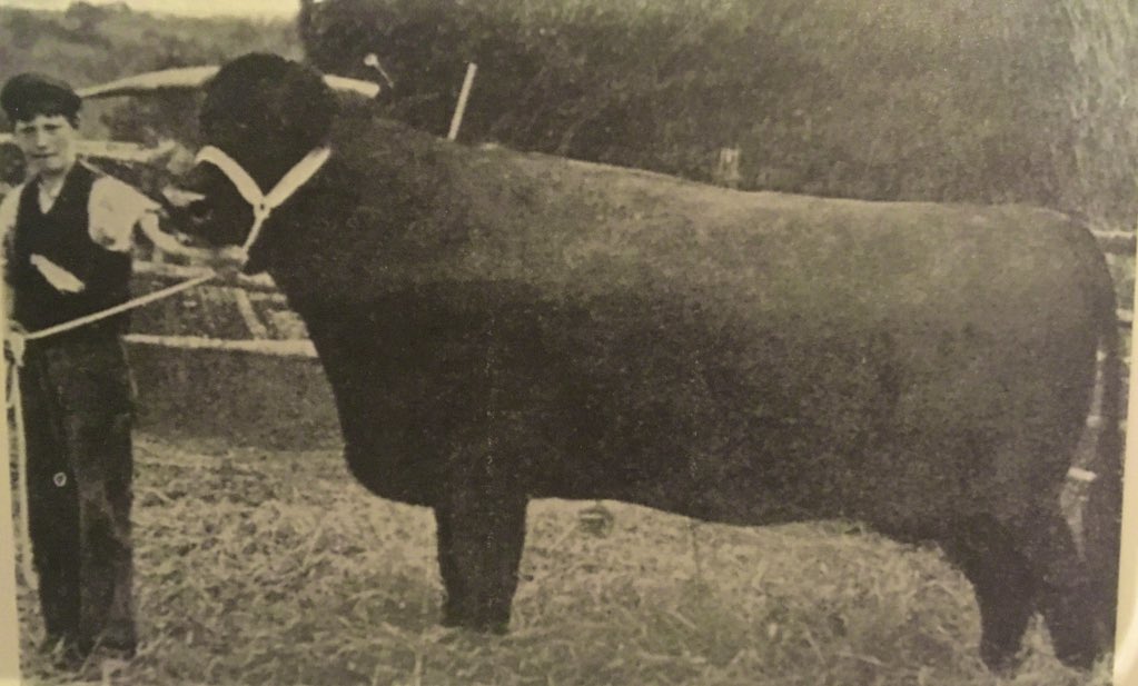 Did you know that the #welshblack is a naturally horned animal and is a great conservation animal that will suit both traditional &amp; modern day farming systems! welshblackcattlesociety.com/breed-history.…