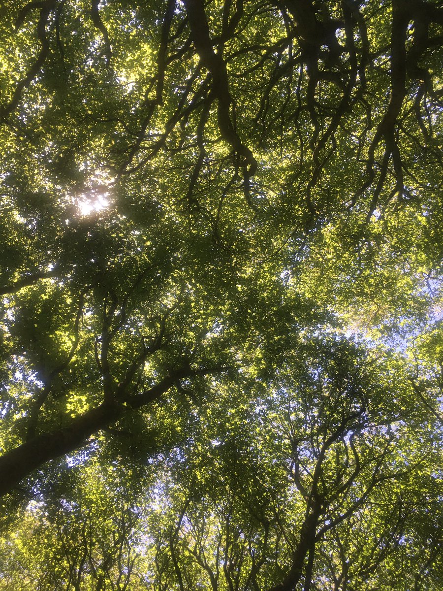 eleya_n's tweet photo. #forest #nature #leafcanopy https://t.co/U2HU0O7XnV