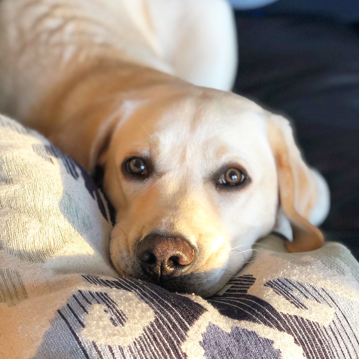 This is Hugo. He eats pupright because his heart is too big and it puts pressure on his esophagus. On top of that, he now needs double knee surgery to correct ruptured ligaments caused by a genetic condition. You can help Hugo with all of it below. 13/10

gofundme.com/77pdkn-hugo-ne…