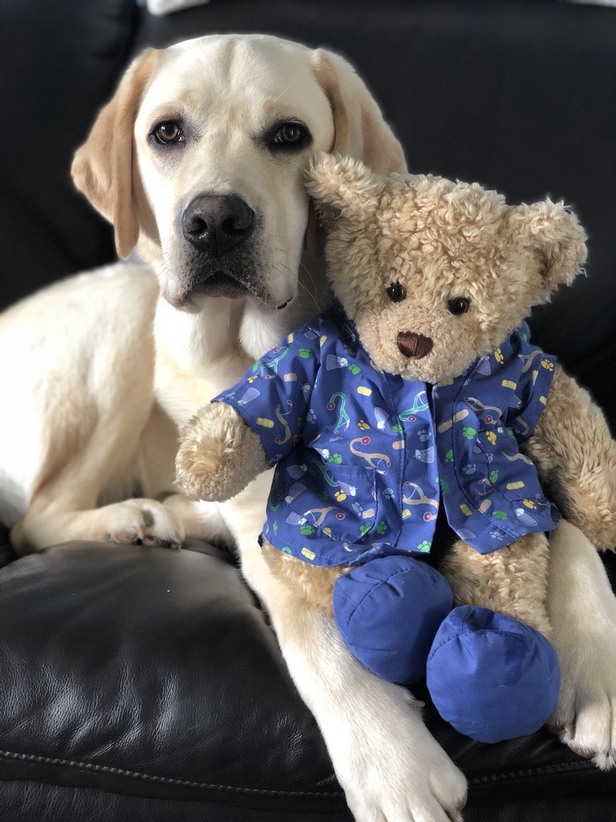 dog_rates's tweet photo. This is Hugo. He eats pupright because his heart is too big and it puts pressure on his esophagus. On top of that, he now needs double knee surgery to correct ruptured ligaments caused by a genetic condition. You can help Hugo with all of it below. 13/10

https://t.co/7DTZ5MJatt https://t.co/3cuZ5Bipr5