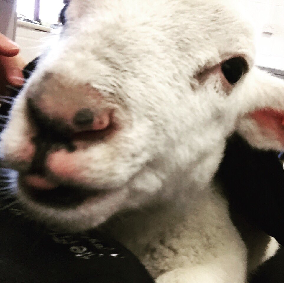LittleR90284447's tweet photo. Tomorrow morning at 9:30 I will be with my friends @cineworld @GloucesterQuays for the opening of #TheSecretLifeOfPets2 Come and say hi! #movies #animalfriends https://t.co/JoJmODCHwg
