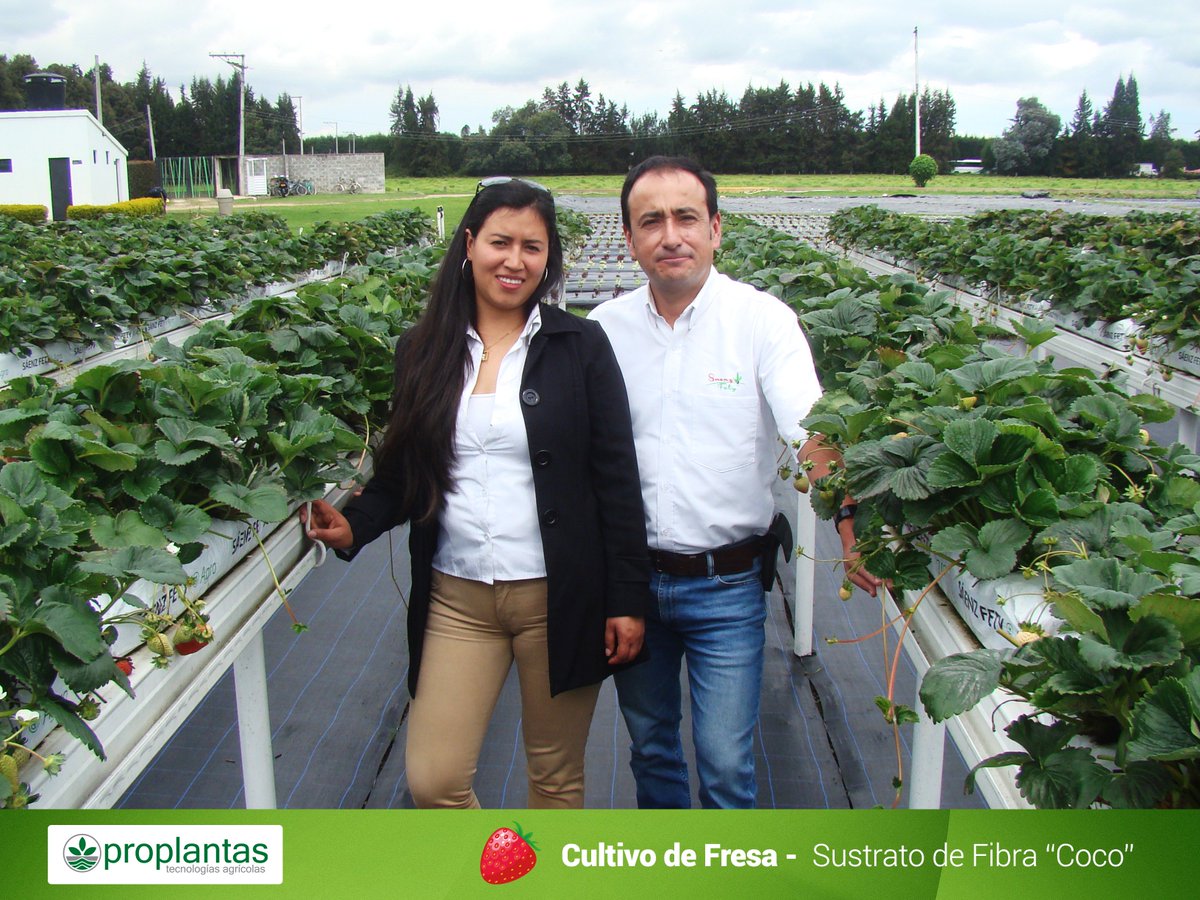 Proplantas tweet media