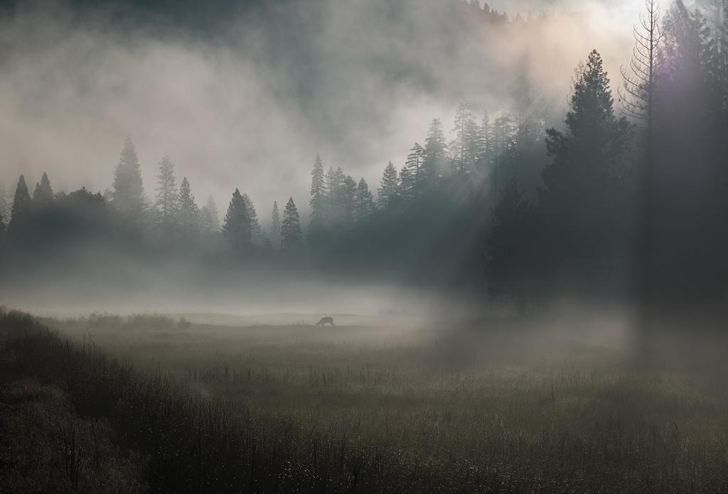 ThriveologyBook's tweet photo. Morning Mist in Yosemite Valley [OC] [5890 x 4000] @haileechen via https://t.co/h7zryjuE7U https://t.co/pcO1wxR2Vo