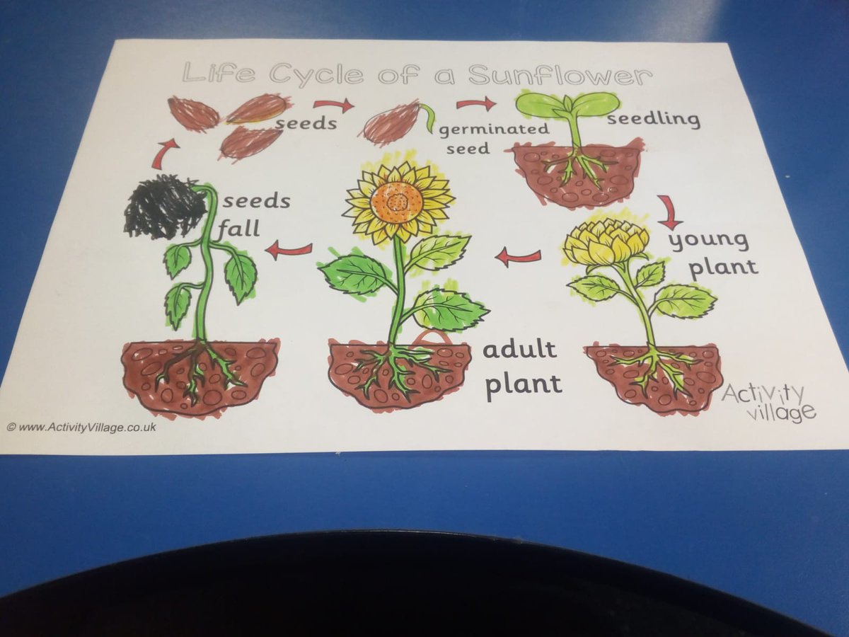 LangfauldsLCR tweet media