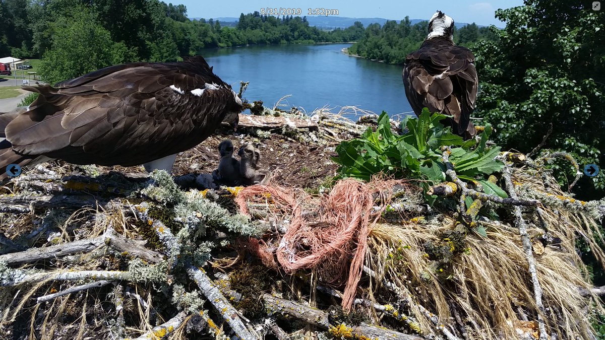 IndependenceOR's tweet photo. Say hello to the new family members! The Ospreys had three chicks that hatched sometime on May 26th. Unfortunately, the nest obscured the view of the hatching. Congrats #OspreyCam #IndyLanding https://t.co/i9ypxlTVS0