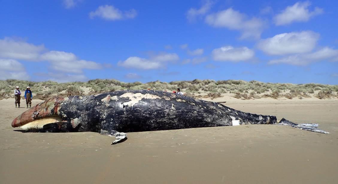 NOAAFisheries's tweet photo. Today, NOAA declared an Unusual Mortality Event for elevated Eastern North Pacific gray whale strandings along the west coast of North America from January 1, 2019 to present. Immediately report dead, injured, or stranded marine mammals. More info here: https://t.co/WN3XAasR4r https://t.co/FsEle3tTM7