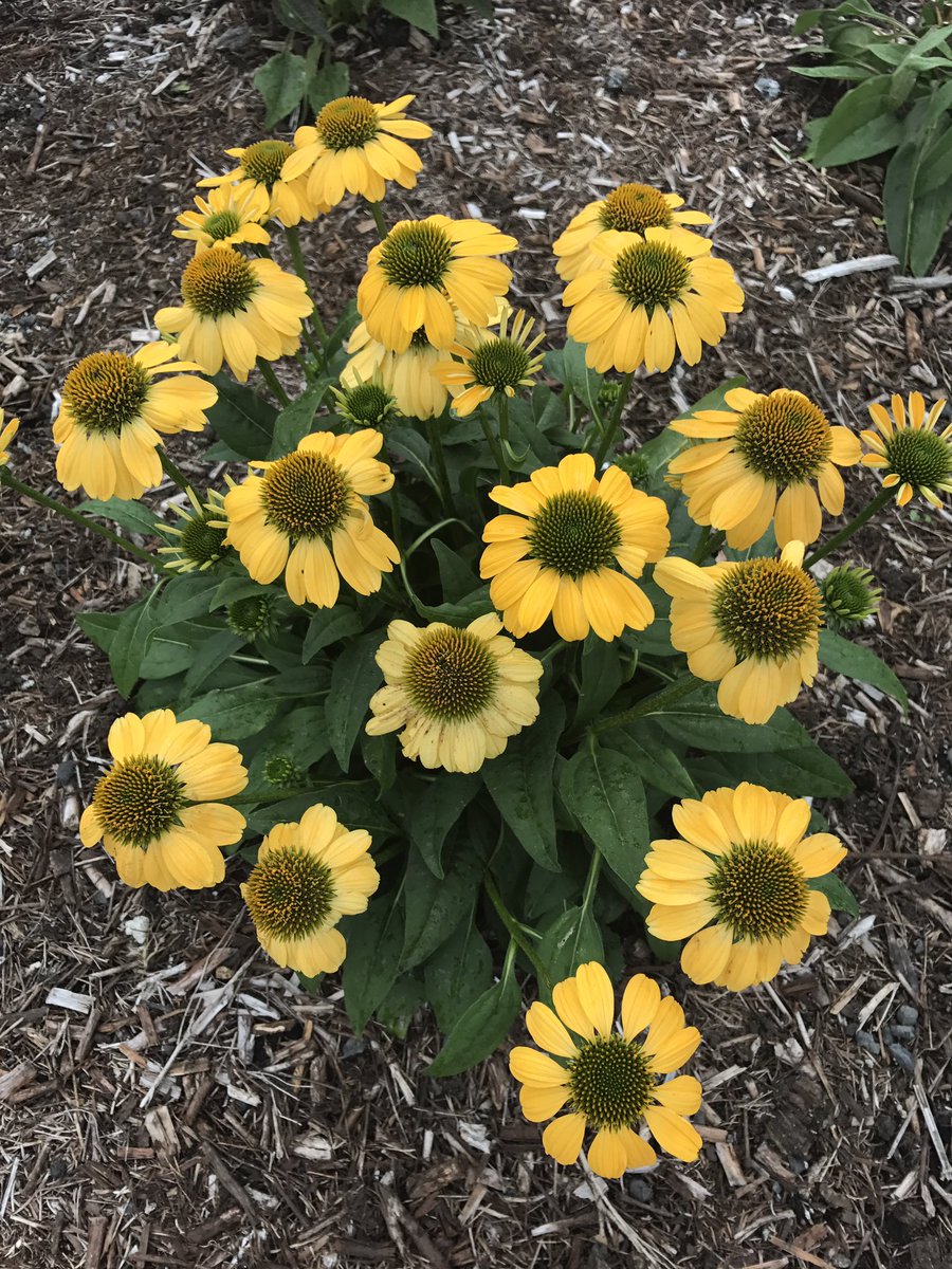 3rd of 40 Top Winners from <a href="/RBGSydney/">Sydney Travel</a> #PlantTrials
Echinacea ‘Sombrero Lemon Yellow’ bred by <a href="/darwinperennial/">Darwin Perennials</a> This Coneflower will brighten up the gloomiest of days. Hardy perennial for full sun. Compact habit too. Attracts butterflies. Deer and possum resistant.