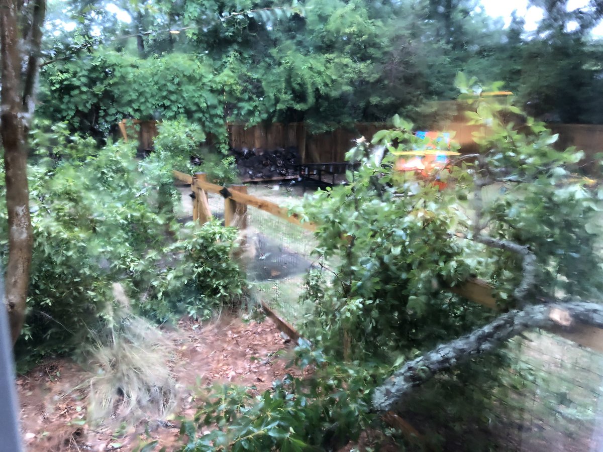 pmilbourn86's tweet photo. I think we just had a microburst here in Mt P in Cooper Estates. Tree branches down everywhere @chswx  @StormTeam2WCBD https://t.co/u5SWU57BpY