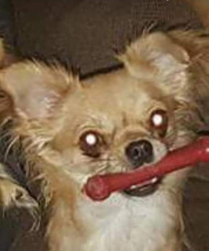 veryluckypugs's tweet photo. Facebook Page-Help Find Stolen Luna๐๐Female Chihuahua Luna From West Yorkshire Missing since 23/1/18๐WHERE IS LUNA PLEASE?๐ #HelpFindLuna @BlueFrenchie1 @gelert01 @colliealert @RachaelB100 @suedaycam @jaynecellison @LizJ_T @Eloquencealways @thedogfinder @BrendaBlethyn https://t.co/R94dchZi9g