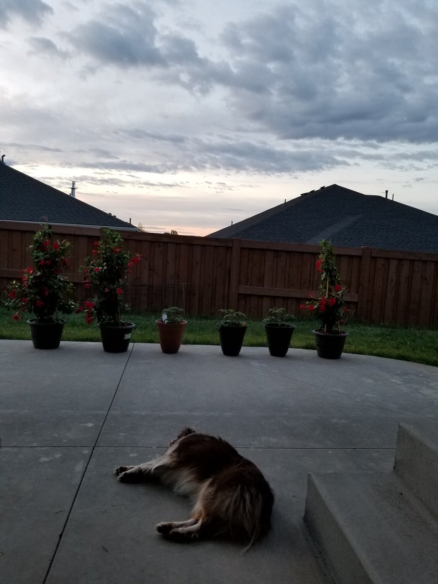 Mandylschu1's tweet photo. Just living in paradise, don't mind me 💫💓
#sunset #chill #landscape #idahome #dogmom https://t.co/OlUctBoa3d