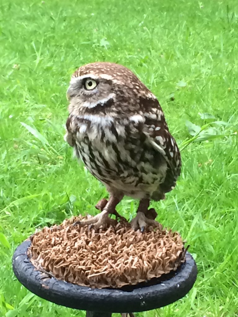 DrJosefG's tweet photo. Met Hercules the Little Owl @BlackfriarsRest’s ‘well known wizard’ themed dinner tonight! https://t.co/W8iPmQusZm