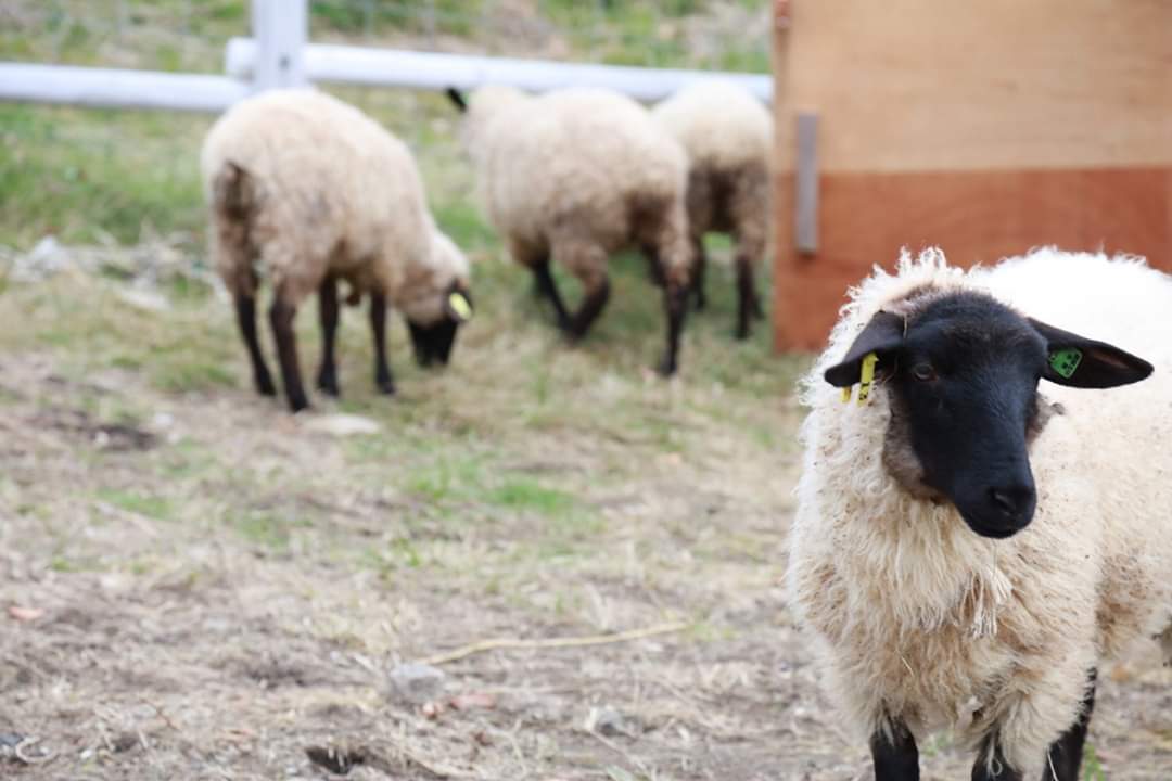 丸山 峰樹 Maru Peyoung Twitter