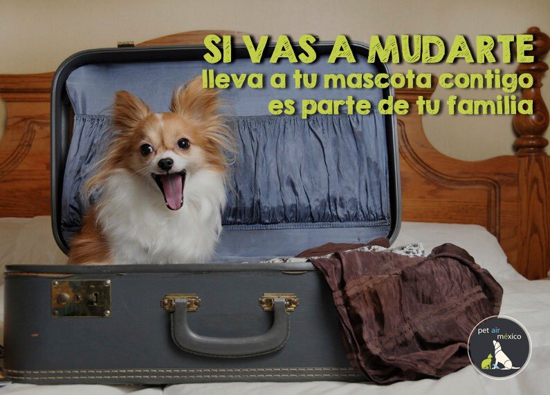 Petairmex's tweet photo. Más que mascotas son un miembro más de la familia, si vas a mudarte, llévalos contigo. En Pet Air ofrecemos servicios de traslado y relocación de mascotas para que tu familia permanezca unida. https://t.co/EZE5t7qpFD