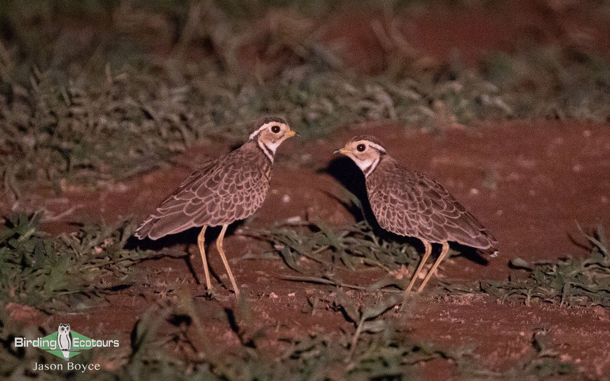 BirdingEcotours's tweet photo. These Three-banded Courser are resident in the Makuleke concession of the Kruger National Park, along with other specials such as Grey-headed Parrot, Böhm's Spinetail and Arnot's Chat.

#birdingsouthafrica #BirdingTours #africa #kruger #birdsofkruger #makuleke. https://t.co/1ZRQbauzwG