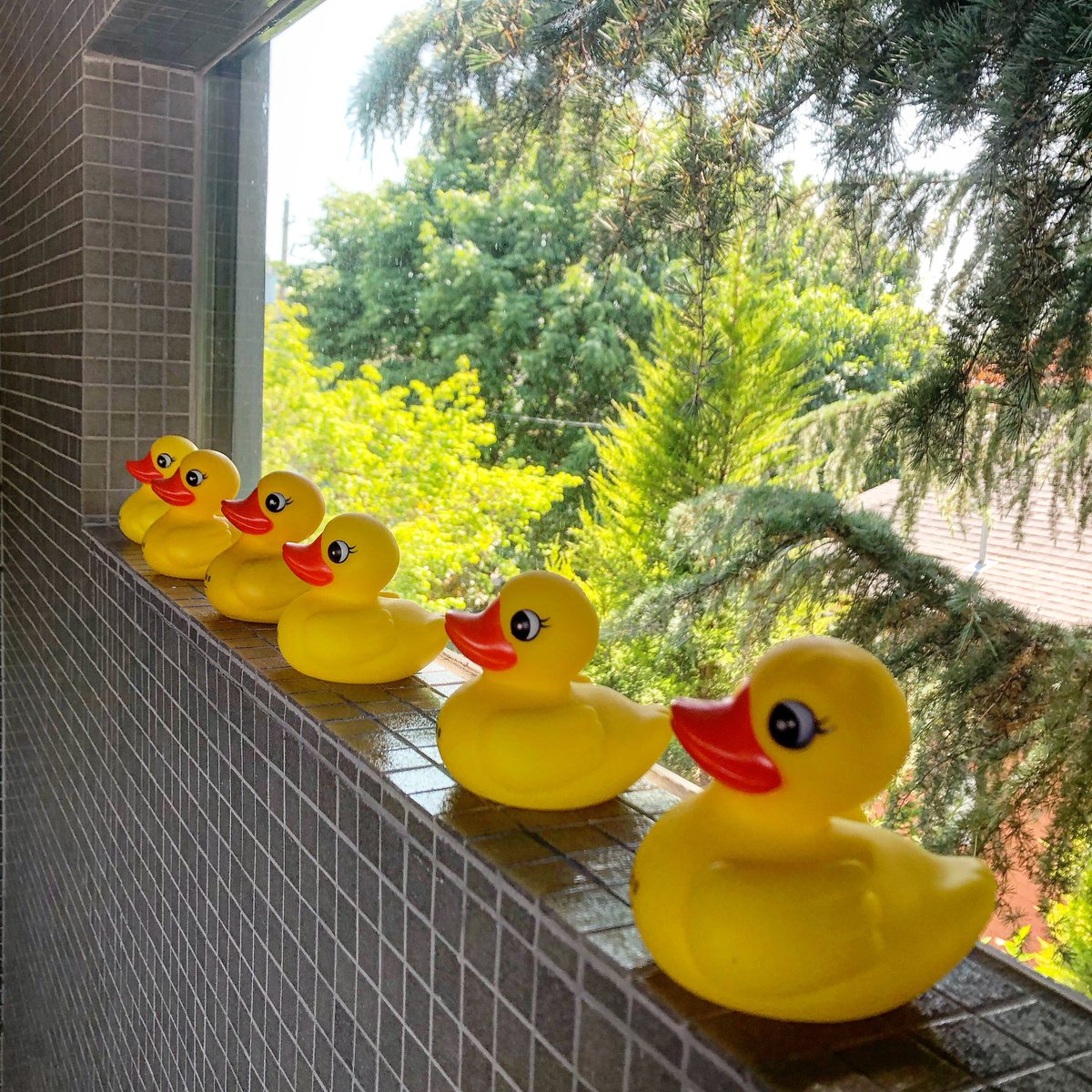 I’m so glad all my ducks are in a row.