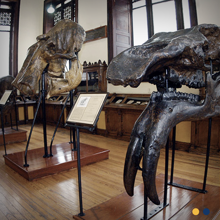 ChristelHouseMX's tweet photo. Este #FinDeSemana lleva a tus hijos a ver el esqueleto de un mamut en el Museo de Geología de la @Unam_mx 
Más información: https://t.co/VdAOWMLvy0

#Museo #CDMX #UNAM #PlandeFin #FinDe https://t.co/wosfQe3QtY