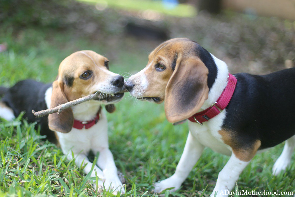 lomargie's tweet photo. How many dogs do you have? Do you feed them all the same food? What about grain vs no grain?
Dr. Kurt answers my questions as I try to provide the best for my pack!
#DogsofJustRight #ad
https://t.co/DqdzRZvZWY https://t.co/VREOA5xdBK