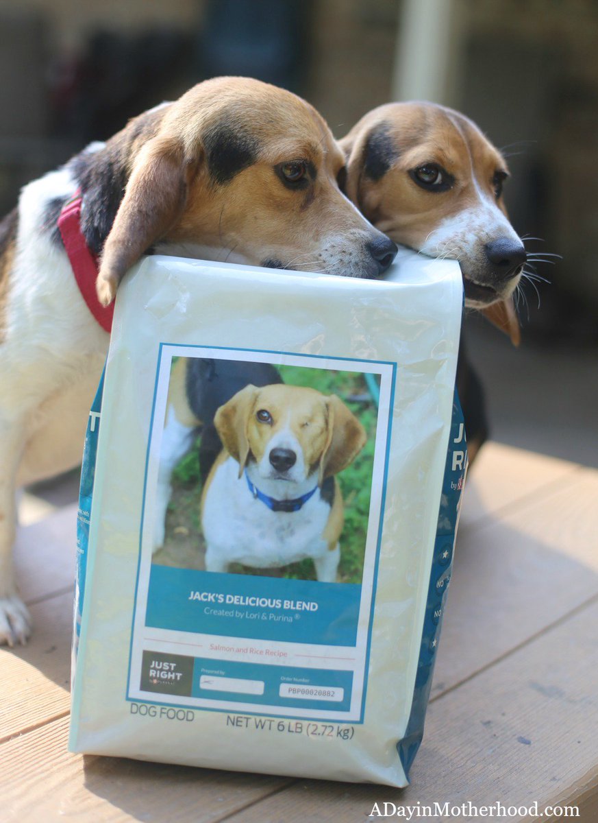 Parentng's tweet photo. How many dogs do you have? Do you feed them all the same food? What about grain vs no grain?
Dr. Kurt answers my questions as I try to provide the best for my pack!
#DogsofJustRight #ad
https://t.co/nqMJnZZcuC https://t.co/rSrhWXKUBr