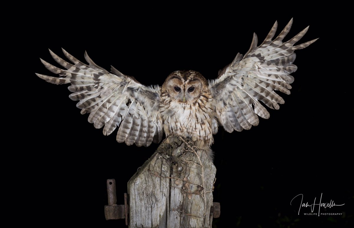 howells_ian's tweet photo. Tawny owl graciously arrives #birdphotography #BirdsOfPrey #NaturePhotography  @iNatureUK #induropushfurther @InduroTripods https://t.co/sFhy0wKS0K