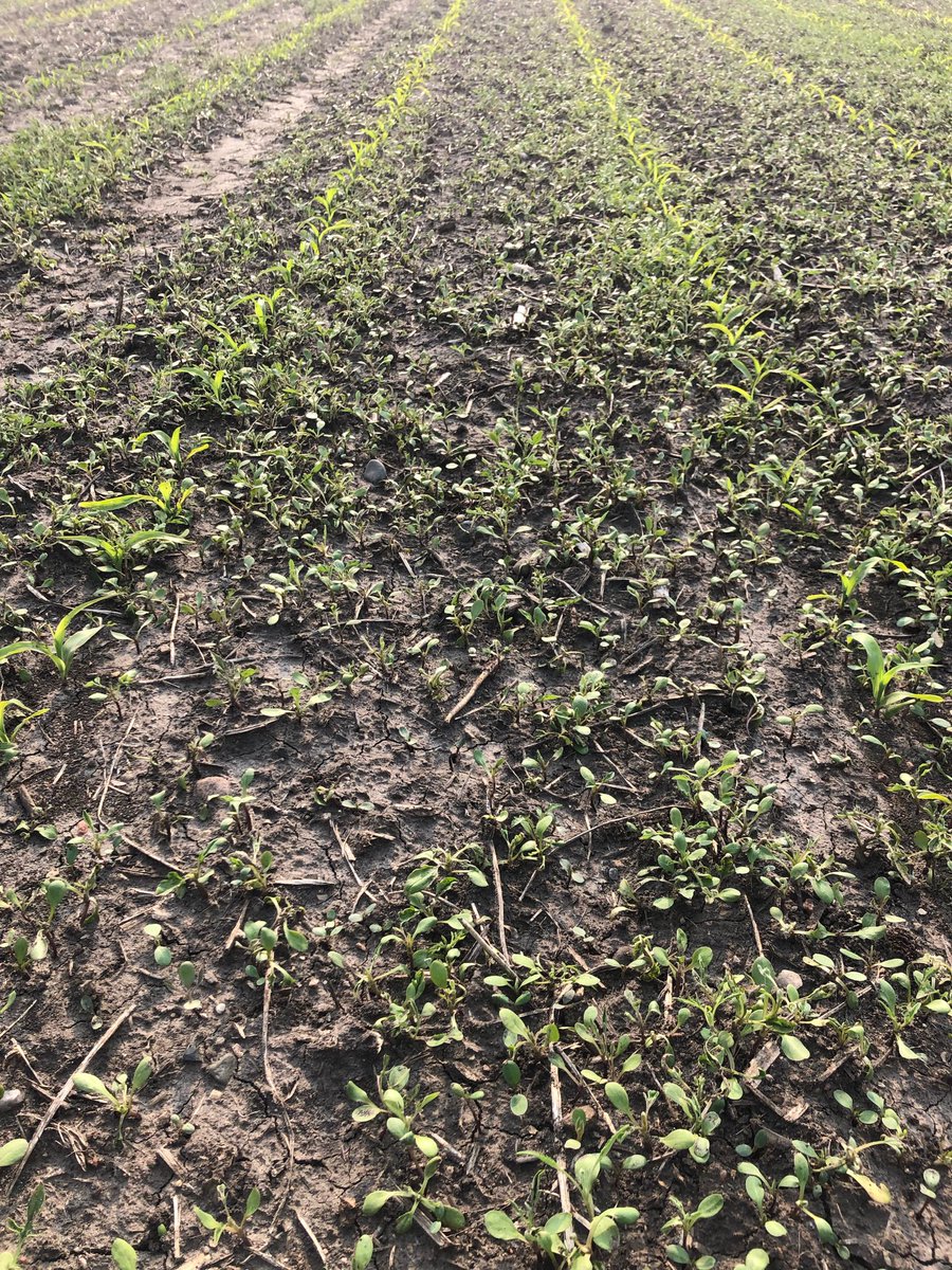 90degF got me like: Corn is up!! 🌽😁 So are the weeds...😧🥴