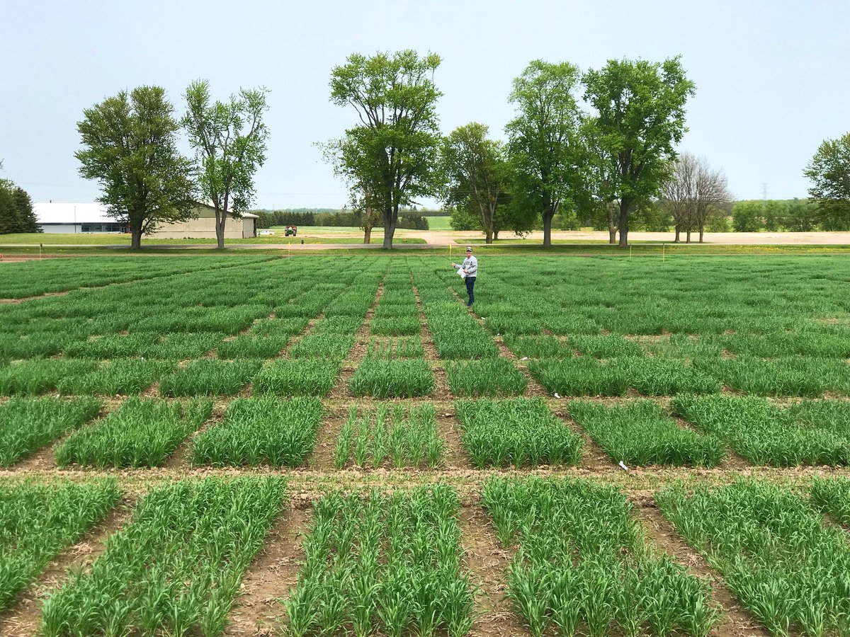 UofG Wheat Breeding tweet media