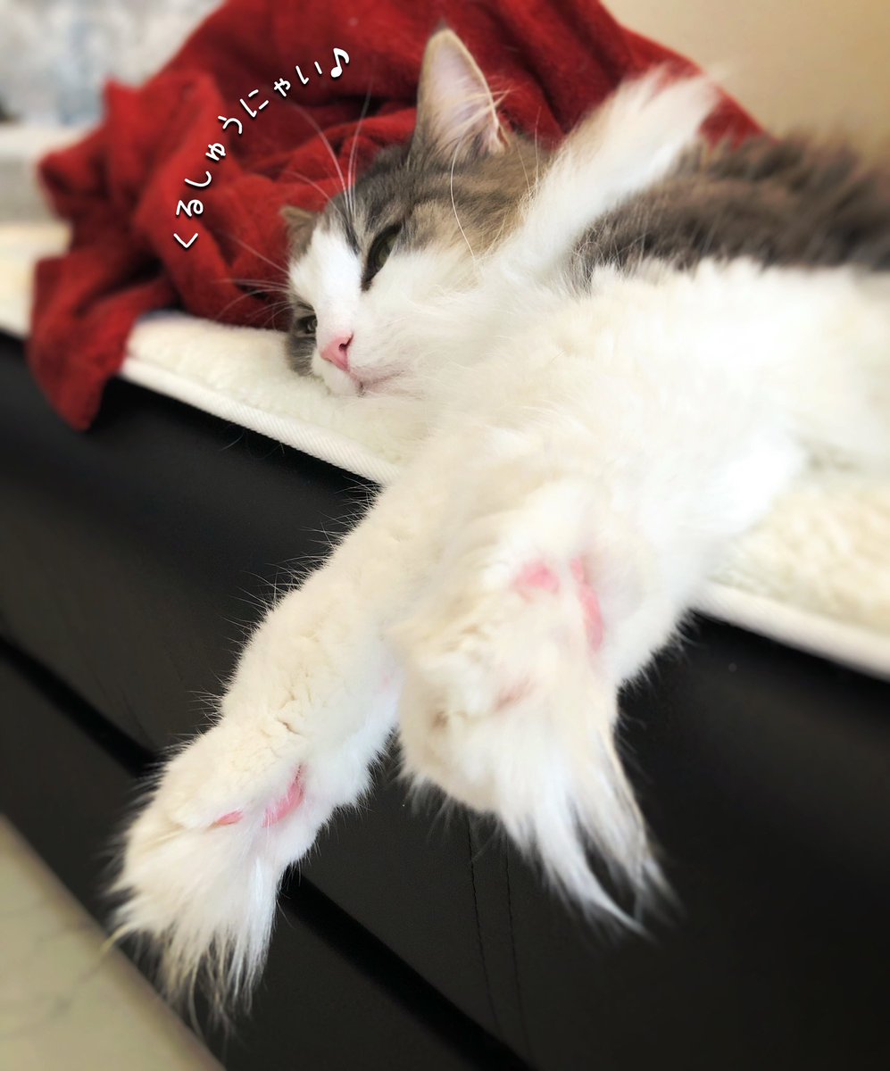 猫の指毛 猫の指毛