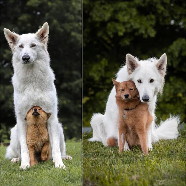 OnlyAnimalPic's tweet photo. Growing fast https://t.co/ECizeDD8P4 https://t.co/XJXIVEEwJx