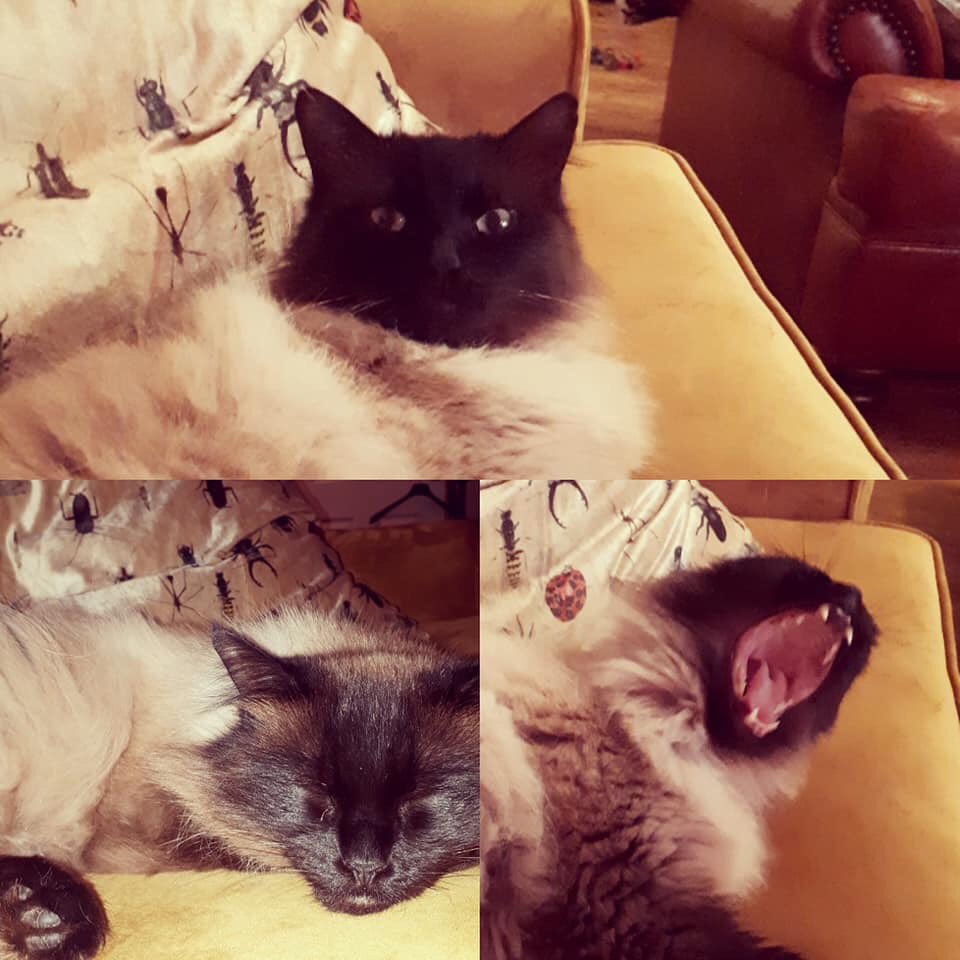 Hey friends in the #huntingdon area. My good friend <a href="/DanielAckerley/">Daniel Ackerley</a> + wife Jenny got married and named the day after their awesome cat Pickle. While they were on honeymoon he went out and hasnt come back. He’s now been missing for weeks. Pls help find him + RT. Thx #findpickle