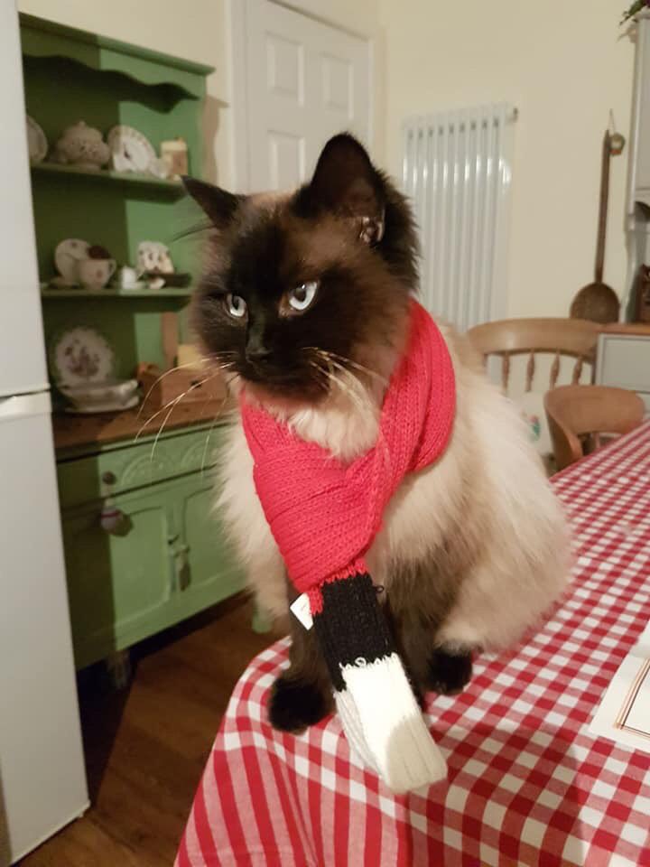 NeilJonesRock's tweet photo. Hey friends in the #huntingdon area. My good friend @DanielAckerley + wife Jenny got married and named the day after their awesome cat Pickle. While they were on honeymoon he went out and hasnt come back. Heโs now been missing for weeks. Pls help find him + RT. Thx #findpickle https://t.co/2lwgLzD3Yd