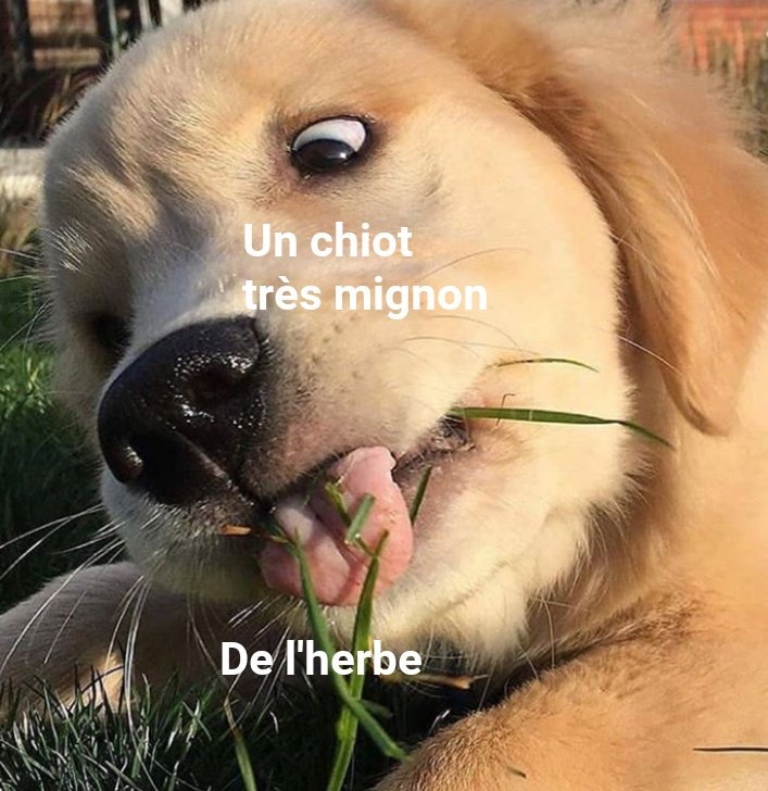 kronomuzik's tweet photo. #meme #funny #funnymeme #frenchmeme #memelord #dog #puppy #grass #puppyeatinggrass #doggo #goodboy #drole #rigolo #rigolus #excellent #kronomuzik #Influenceur #ministere #ministre https://t.co/nkcMXQ1LaX