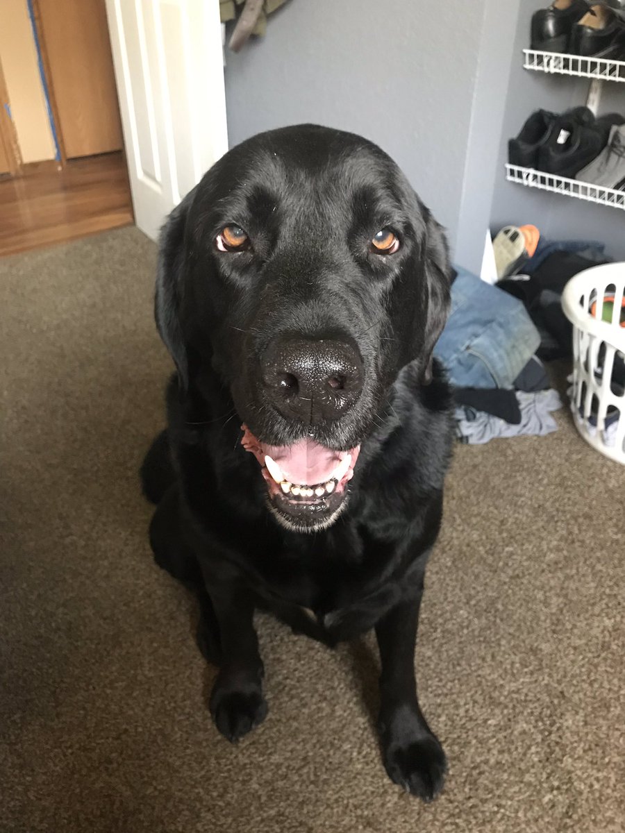 TjuiceH's tweet photo. As much as these two piss me off sometimes, idk what I’d do without em sometimes. #mansbestfriend #puppylove https://t.co/GKx13QIVGs