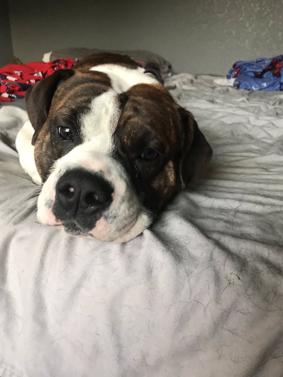 TjuiceH's tweet photo. As much as these two piss me off sometimes, idk what I’d do without em sometimes. #mansbestfriend #puppylove https://t.co/GKx13QIVGs