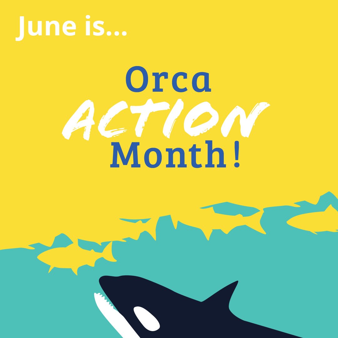 wa_conservation's tweet photo. We’re ready for #OrcaActionMonth! 🌊🌊🌊 #PugetSound #SalishSea #SaveSoundOrcas #OrcaMonth https://t.co/edTjZkWEPJ