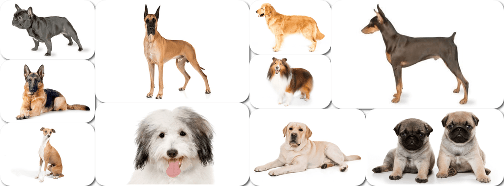 Good_Doggies's tweet photo. 10 Velcro Dog Breeds That Will Cling to Your Side https://t.co/zMjbADclrf https://t.co/wP3U7T4mJ1