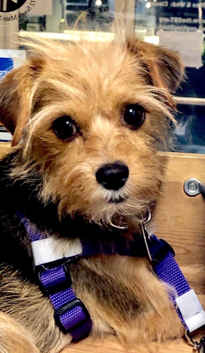 SJensen3's tweet photo. Working box office was fun with this little guy. Socializing ⁦@AdoptaPetcom⁩ https://t.co/BY67Fx1b4I