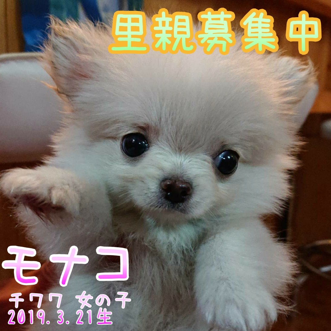 里親 大阪 子犬 無料 子犬の里親募集｜動物愛護団体 エンジェルズ