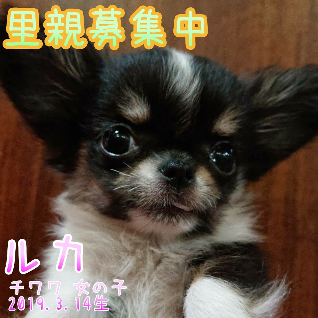 大阪 子犬 里親 無料 【大阪限定】 里親募集中の犬との出会い方！