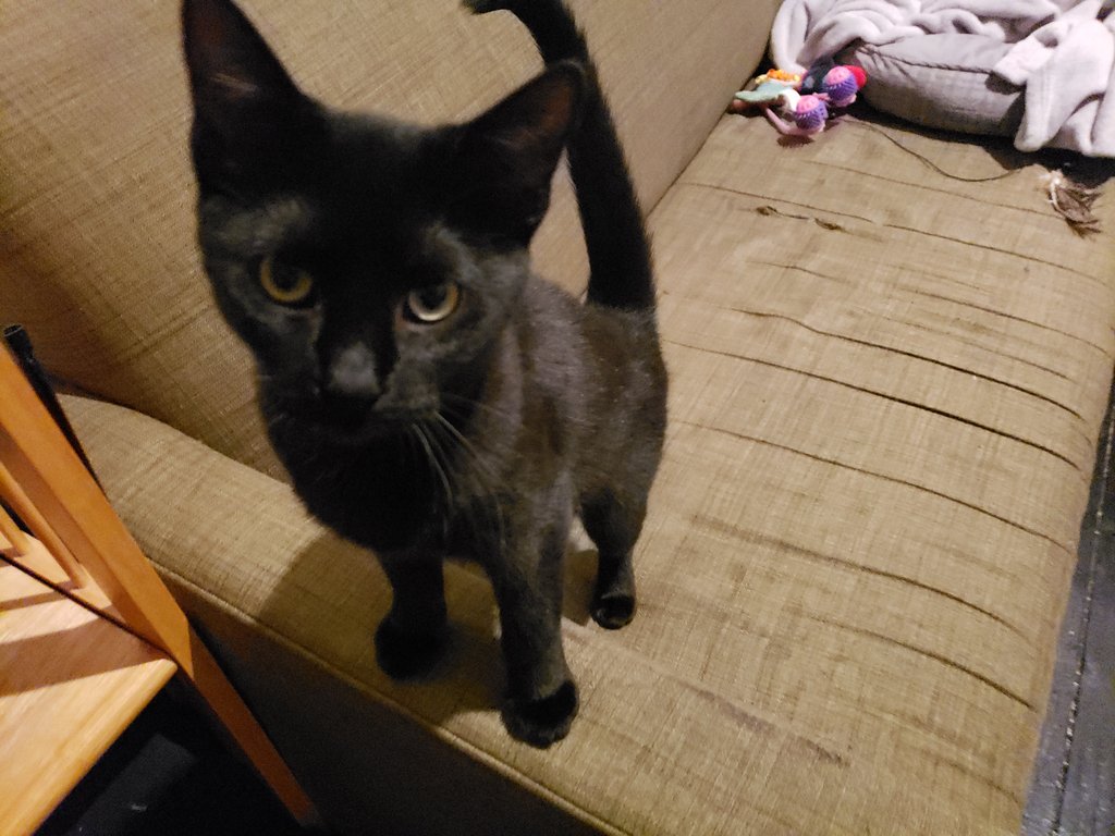 I swear my cat just rolled her eyes at me.