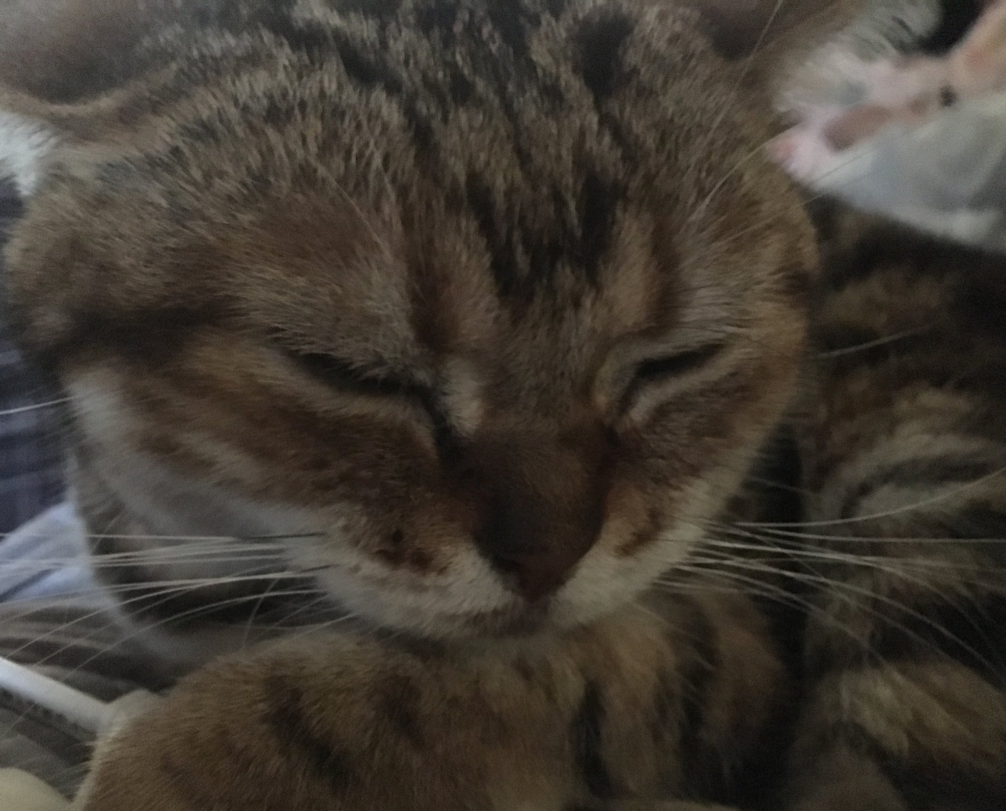 ハリネズミのとげまる あはは もかちゃんが左甚五郎みてーな顔して寝てるぞ 左甚五郎みたことあるの あるよ 日光東照宮の それ 眠り猫 だよ 作品名だよ うるせえ うるせえ 寝れない ごめんなさい T Co