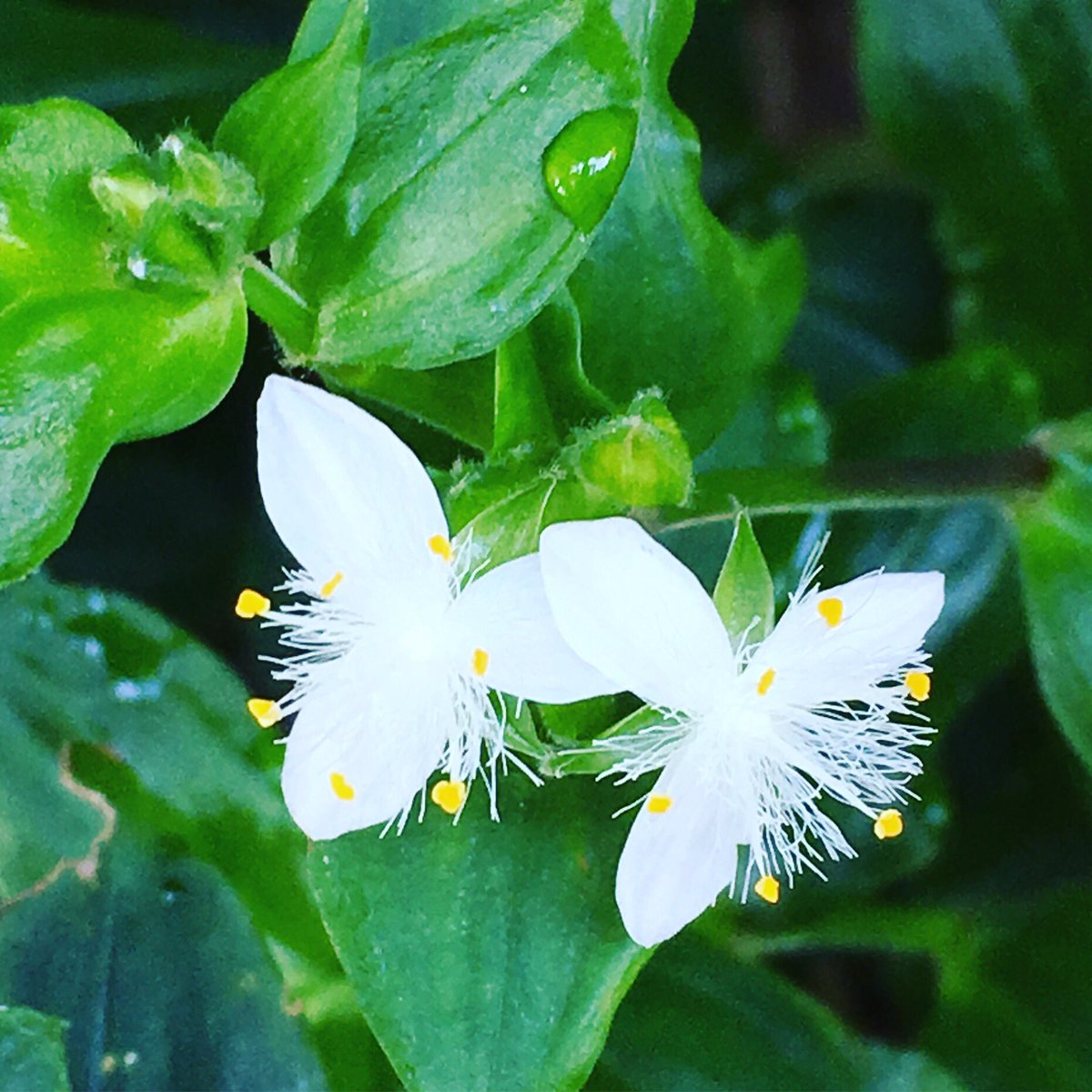 三角形の白い花 三角形の白い花