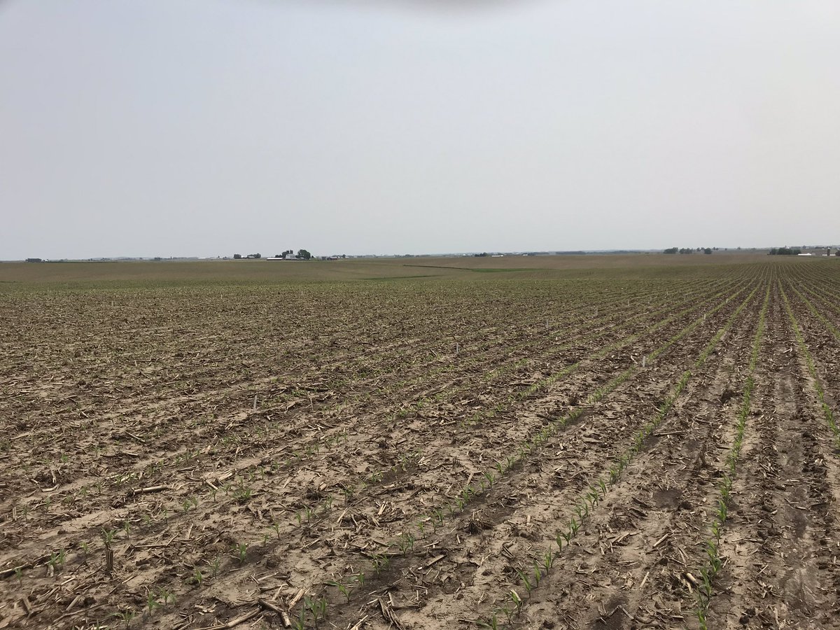 JuddMaxwel's tweet photo. @isuaggie I’m with you @isuaggie!  This picture doesn’t do #NWIL justice, but I was admiring the topography today while walking #cornplots! https://t.co/WgINmSZc8b
