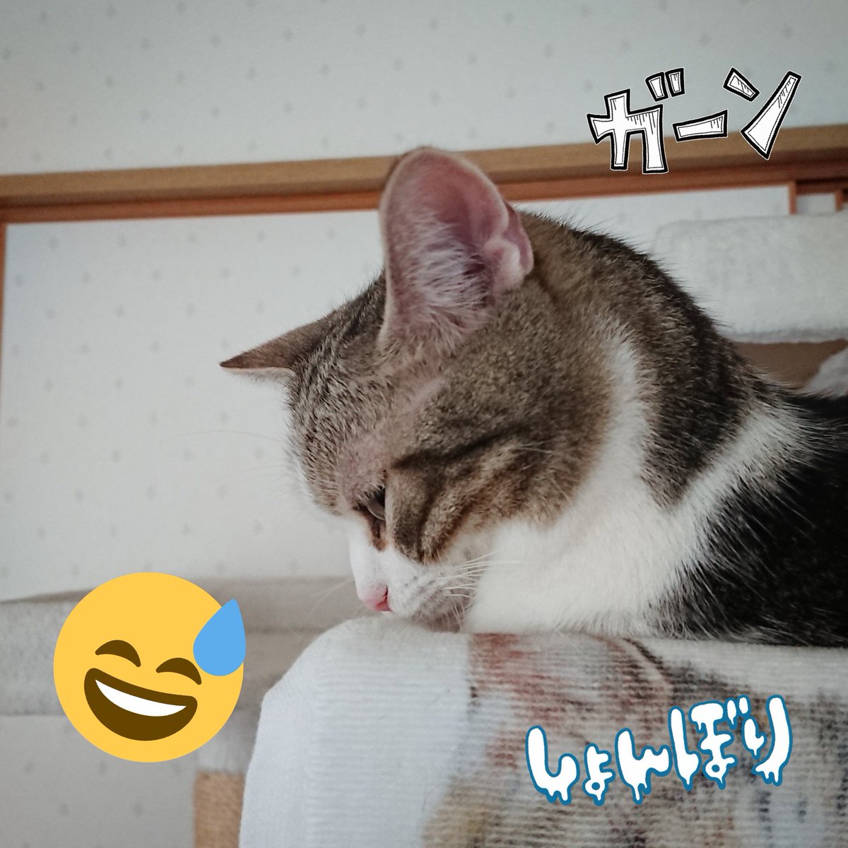 いじける猫
