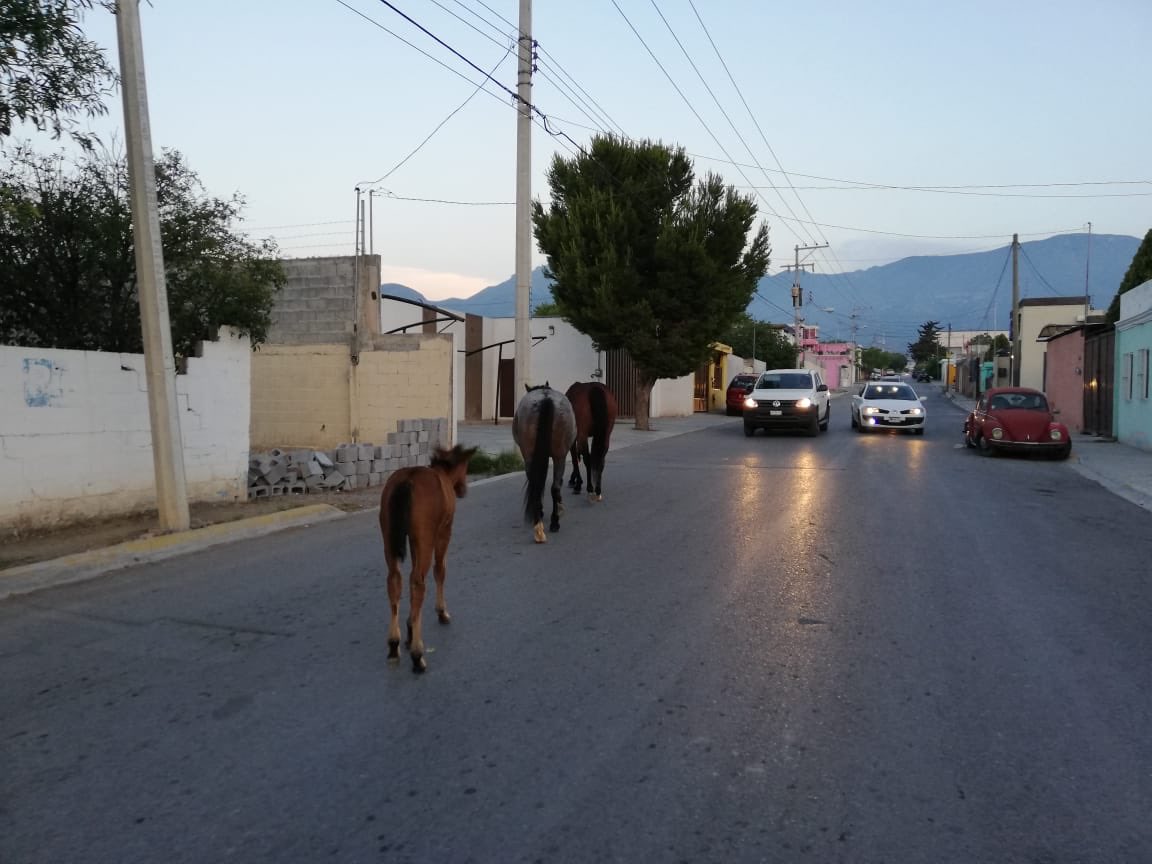 TelediarioCoah's tweet photo. Precaución!!! Caballos sueltos en calle Correo Mayor en la colonia Postal Cerritos. Atención Policía Ambiental #Saltillo https://t.co/pVXoScZ9Qr