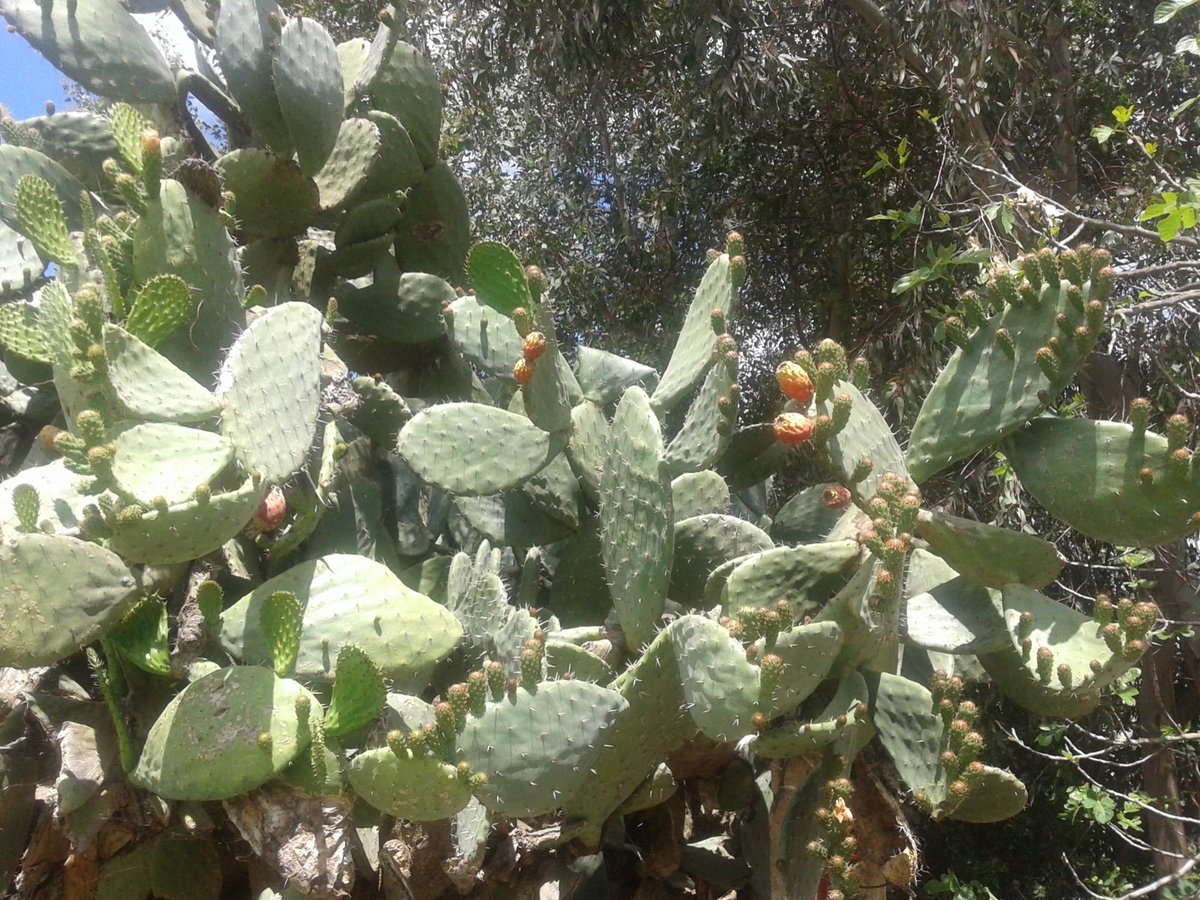 01Destination's tweet photo. Cactus fruit atau buah kaktus yang dinamai Za'boul oleh orang-orang Maroko, buahnya bisa dimakan, rasanya segar dan sedikit manis, video fullnya nonton di youtube: https://t.co/rZzx0svbkY
#Cactus #kaktus #Maroko #Morocco https://t.co/Bh49OC4Q8V