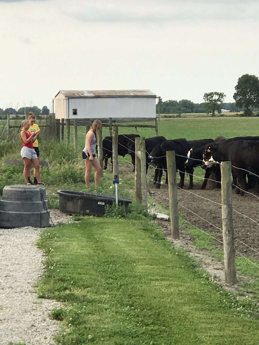 SWHS_volleyball's tweet image. What else would you expect from a Southwestern Volleyball team cookout? Playing with cows and playing some volleyball. Blessed is an understatement! #FarmTeam #SWVB 💙❤️🏐🌾🐄