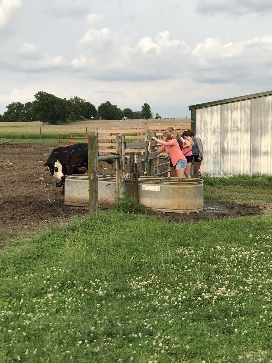 SWHS_volleyball's tweet image. What else would you expect from a Southwestern Volleyball team cookout? Playing with cows and playing some volleyball. Blessed is an understatement! #FarmTeam #SWVB 💙❤️🏐🌾🐄