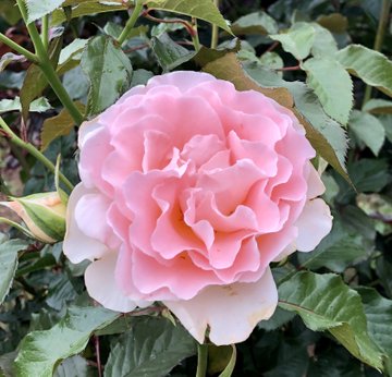 花の名前の漢字を紹介 一文字や三文字 かっこいい漢字 名付けに使える名前も解説 生活の知恵 Sumica スミカ 毎日が素敵になるアイデアが見つかる オトナの女性ライフスタイル情報サイト