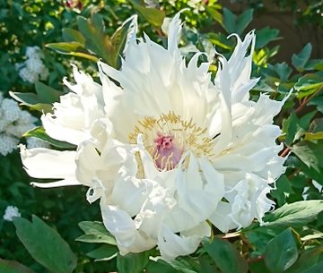 花の名前の漢字を紹介 一文字や三文字 かっこいい漢字 名付けに使える名前も解説 生活の知恵 Sumica スミカ 毎日が素敵になるアイデアが見つかる オトナの女性ライフスタイル情報サイト