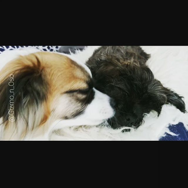 Gizmo_Lowrance's tweet image. More brother kisses!

#brothersmayhem #cutestpuppyever #prapso #prapsopuppy #malshi #maltesemix #shihtzumix #puppylove #tinydogs #AdventureDogInTraining #assistanteditor #cutepuppies  #cutedogs #adorablepuppies #bookchewer #puppiesofinstagram #dogsofinst… bit.ly/2ENcTIT