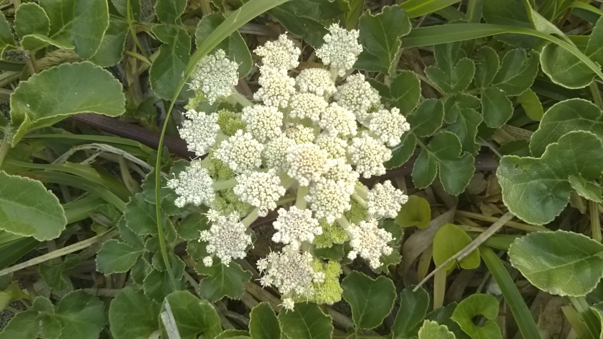 ぺんぎん 海辺に咲く花達 ハマボウフウ 浜防風 コマツヨイグサ 小待宵草 ハマダイコン 浜大根 皆生温泉海水浴場 T Co 3zdudplxxd Twitter